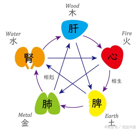 心肝脾肺腎 五行 水的職業